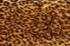 ヒョウ柄・フリーテクスチャ（Leopard04）