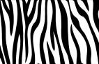 シマウマ（Zebra03）