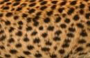 チーターの毛皮・フリーテクスチャ（Cheetah01）