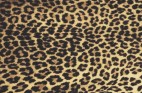 ヒョウ柄・フリーテクスチャ（Leopard01）