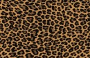 ヒョウ柄・フリーテクスチャ（Leopard02）