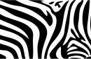 シマウマ・フリーテクスチャ（Zebra02）