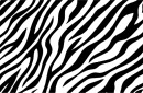 シマウマ（Zebra06）