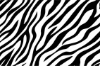 シマウマ（Zebra06）