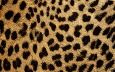 チーターの毛皮・フリーテクスチャ（Cheetah00）