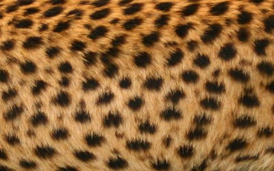 チーターの毛皮・フリーテクスチャ（Cheetah01）