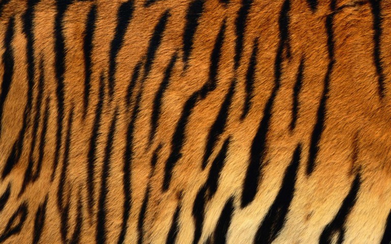 トラの毛皮・フリーテクスチャ（Tiger01）